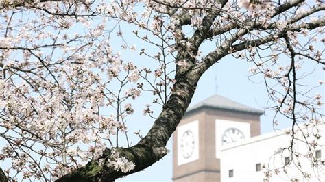 Cherry Blossom Origin Korea