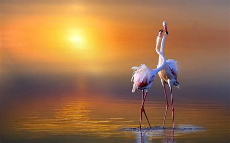 Flamingos At Sunset Water Flamingos Sunset Birds Hd Wallpaper Peakpx