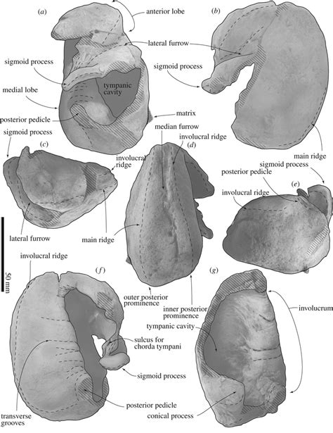 Key Features Of Tympanic Bullae Of Fccp 1049 A Dosanko Af Right