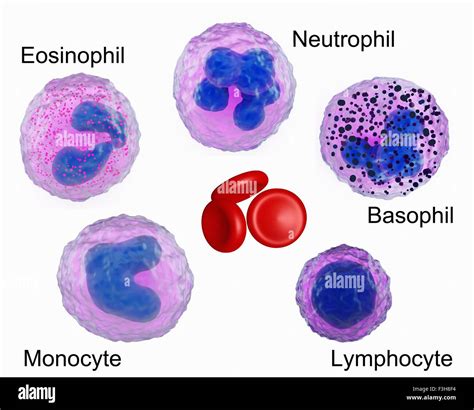 Illustration Of Blood Cells Showing An Eosinophil Neutrophil
