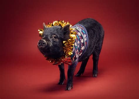 Just Take A Look At These Pigs In Christmas Jumpers Express And Star