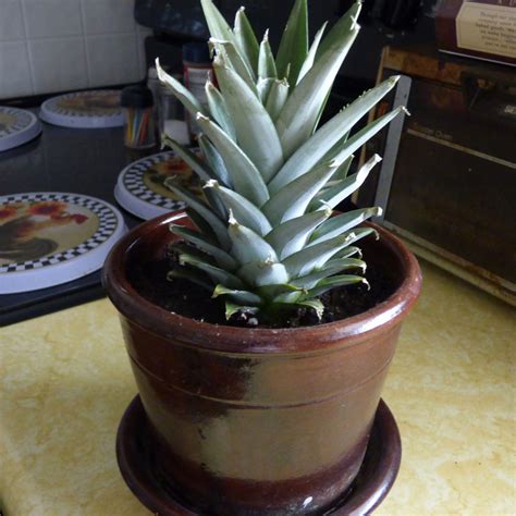 Pineapple Plant Care How To Grow Pineapple Plants Indoors And In The Garden