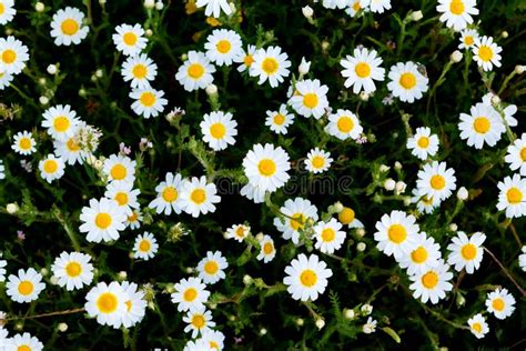 Wild Camomile Flowers Growing On The Meadow Stock Photo Image Of