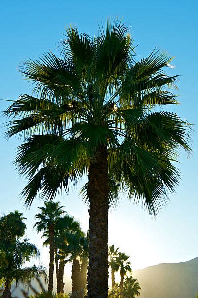 California Fan Palm Tree Stock Photos Pictures And Royalty Free Images