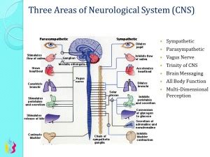 The central nervous system (cns) is that portion of the vertebrate nervous system that is composed of the brain and spinal cord. Central Nervous System - Ascension Glossary