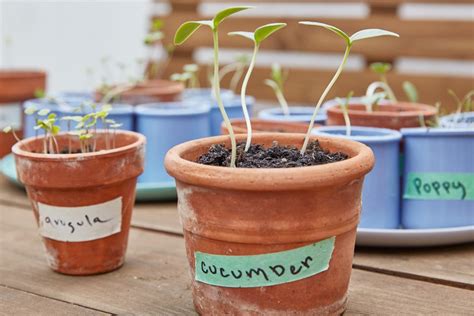 In order to maximize production, harvest fruits as soon as they reach picking size. How to Grow Cucumbers From Seed