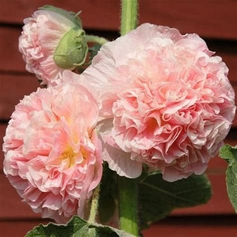 Hollyhock Seeds Chaters Double Salmon Flower Seeds In Packets