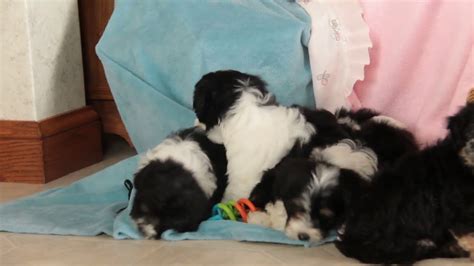 They tend to be quiet and absolutely love to play! Havanese Puppies For Sale - YouTube
