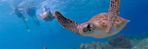 Top10 Best Snorkeling Spots To Swim With Sea Turtles Snorkeling Report