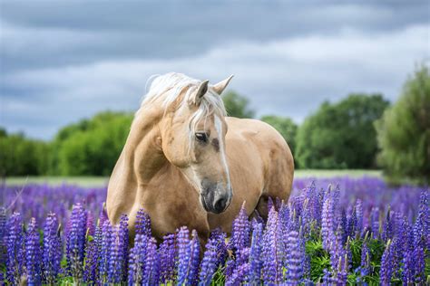 American Horse Breeds And Where To See Them In The Wild