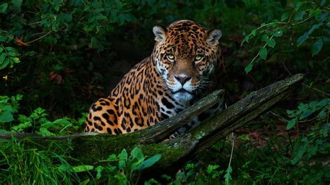 1024x576 Big Cat Jaguar 1024x576 Resolution Hd 4k Wallpapers Images