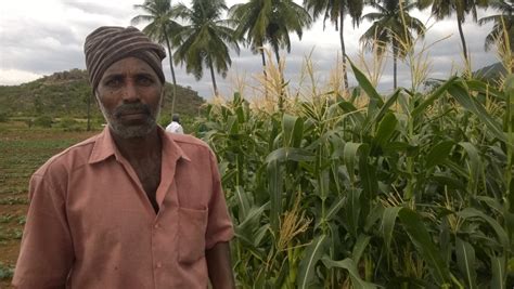 Muthusamy Corn Farmer Kulathur Tamil Nadu Naga The Farmer