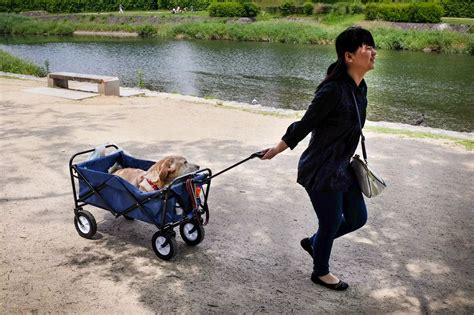 Pets In Prams As Japanese Owners Show Different Approach To Walking