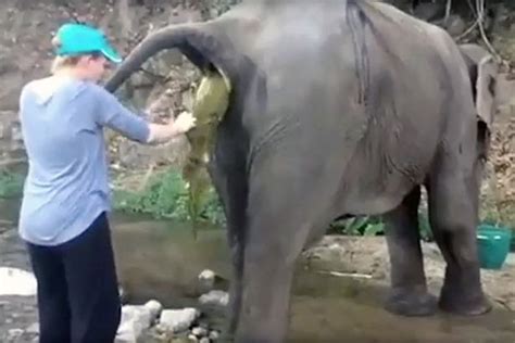 Heartbreaking Footage Shows Animal Sanctuary Worker Save 75 Year Old