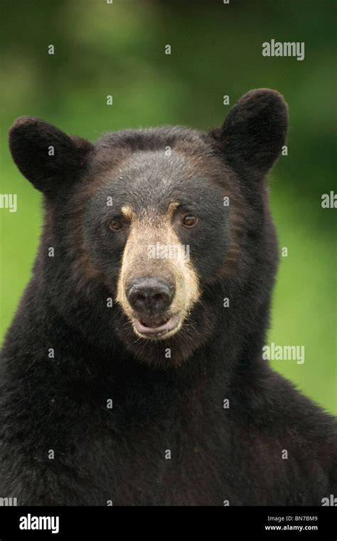 Portrait Of Black Bear Minnesota Summer Digitalnnot Captive Stock