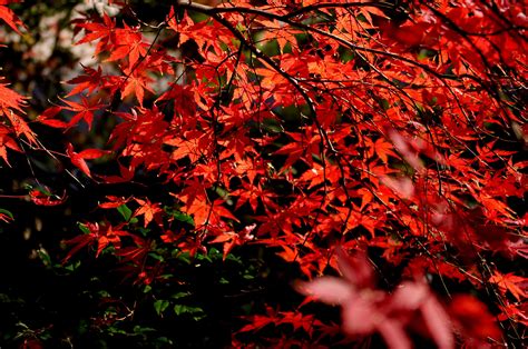 25 Red Autumn Leaves Wallpapers Wallpapersafari