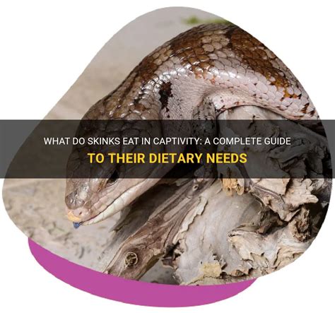 What Do Skinks Eat In Captivity A Complete Guide To Their Dietary