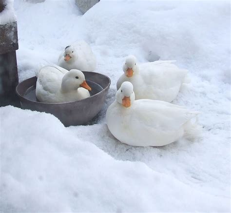 Ducks In Snow By Graham Bell Winter Animals Pet Birds Pet Ducks