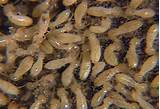 Termite Babies Photos