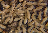 Termites | Insectox