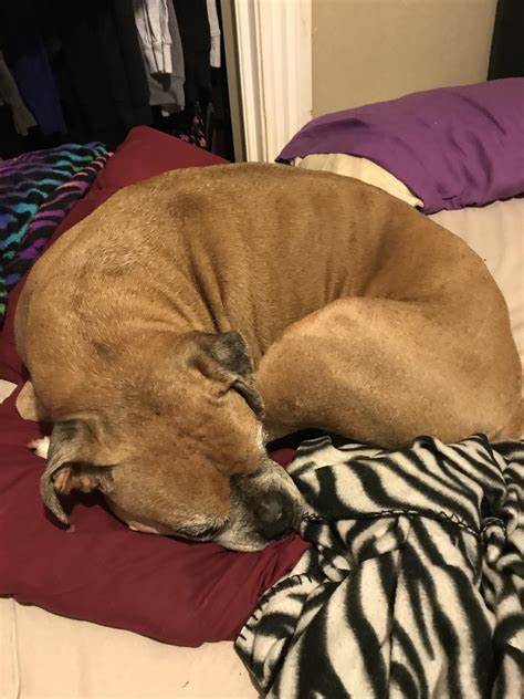 He was a one of the big rollie-pollies : r/BoxerDogs