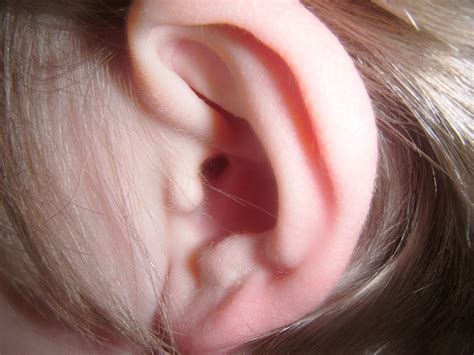 Human Ear Free Stock Photo Public Domain Pictures