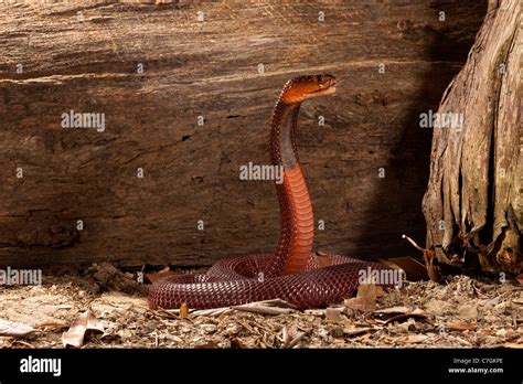 Red Spitting Cobra Naja Mossambica Pallida Stock Photo Alamy