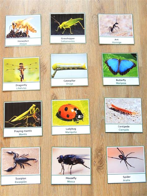 Fun Insects Picture To Object Matching With Free Multilingual 3 Part