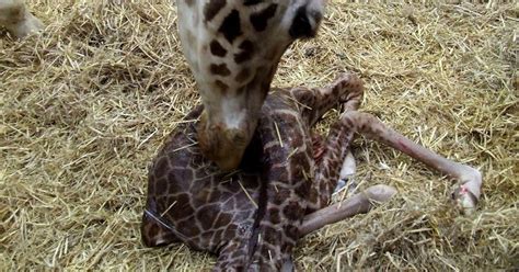 Watch Amazing Moment Giraffe Gives Birth In Front Of Crowd Of Zoo