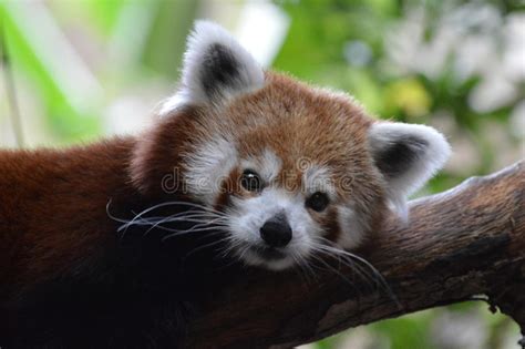 Alert Red Panda Stock Image Image Of Ailurus Happy 78017167