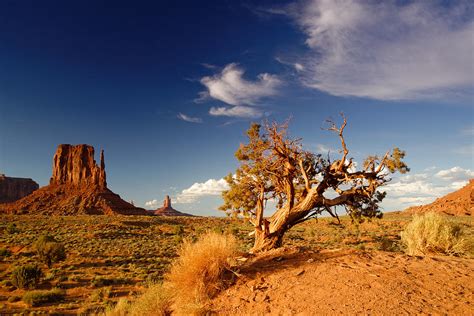 Monument Valley Lone Juniper And West Mitten Photograph By Silvio
