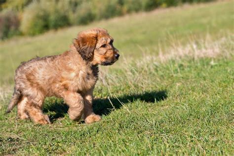 Briard Puppy Stock Photo Image Of Young Muzzle Loyalty 3163058