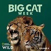 Big Cat Week - TV on Google Play