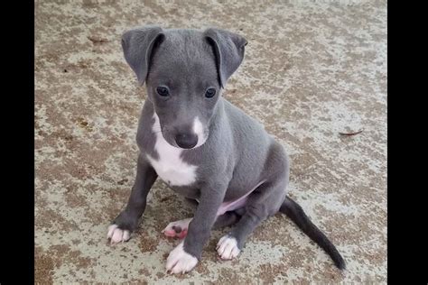 We provide advertising for dog breeders, puppy sellers, and other pet lovers offering dogs and puppies for sale. WYNSON - Italian Greyhound Puppies For Sale - Born on 01 ...