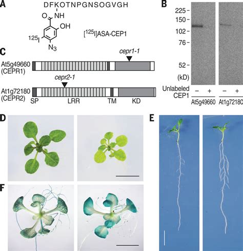 perception of root derived peptides by shoot lrr rks mediates systemic n demand signaling science