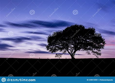 Old Oak Tree Silhouette At Colorful Sunset Blue Hour With Cloudy Sky In