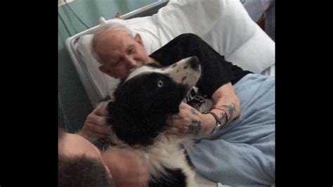 Hospital Grants Dying Mans Wish To See His Dog Simplemost