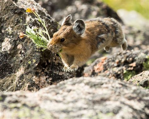 Sampling A Pikas Pantry Temporal Shifts In Nutritional Quality And