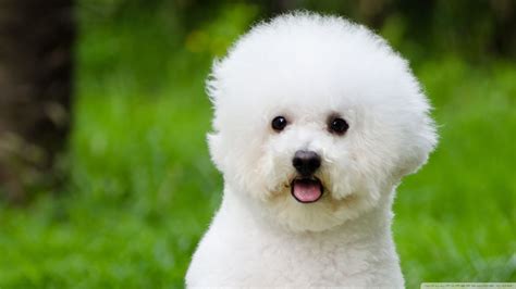 Bichon Frise One Of The Cutest Dog Breeds Ever Bichon Frise Dogs