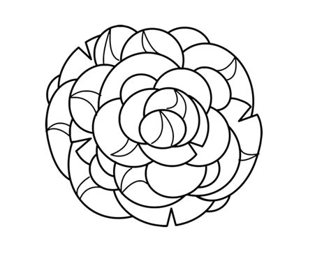 Dibujo de Crisantemo para Colorear - Dibujos.net