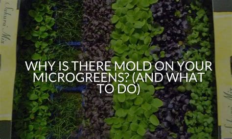 Why Is There Mold On Your Microgreens And What To Do Soak And Soil