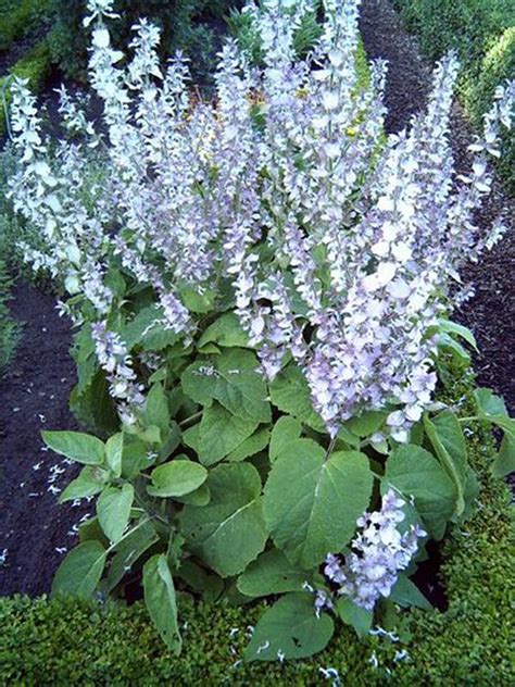 Semillas Salvia Romana Semillas Medicinales — Floresfrescasonline