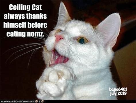 It Makes The Noms Extra Tasty Funny Cat Memes Funny Cats Funny