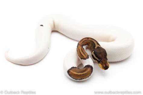 Black Pied Male Outback Reptiles