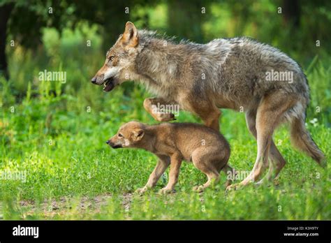 European Gray Wolf Canis Lupus Lupus Female With Pup Germany Stock