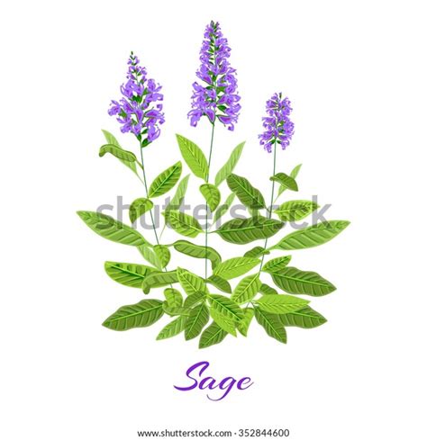 Flowering Sage Sage Herb Vector Illustration Stock Vector Royalty Free