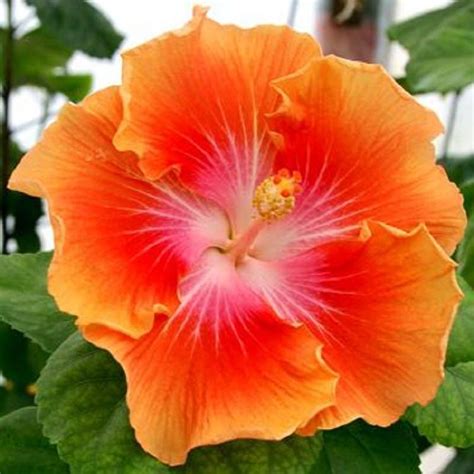 Columbine (aquilegia spp.) is a lovely cut flower and garden companion that attracts hummingbirds to the garden.with its nodding, dainty blooms and prism of color options, it is the perfect perennial. Pin on hibiscus