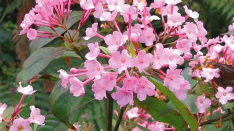 Best Flowers And Shrubs For Winter Scent Nz