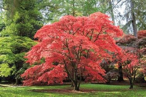 Do Japanese Maple Trees Lose Their Leaves