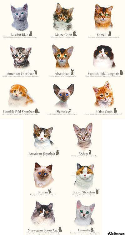 Cat Breeds Cluster Of Kittens Cat Breeds Cat Breeds Chart Kitten